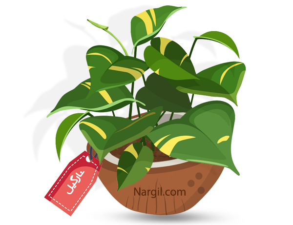  Nargil - arrowhead vine